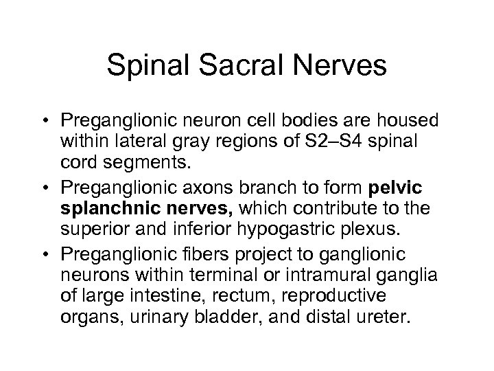 Spinal Sacral Nerves • Preganglionic neuron cell bodies are housed within lateral gray regions