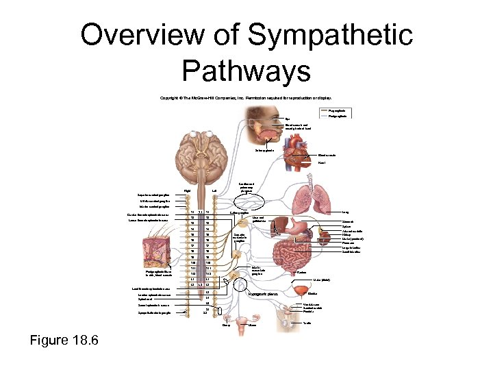 Overview of Sympathetic Pathways Copyright © The Mc. Graw-Hill Companies, Inc. Permission required for