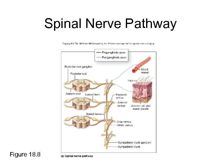 Spinal Nerve Pathway Figure 18. 8 