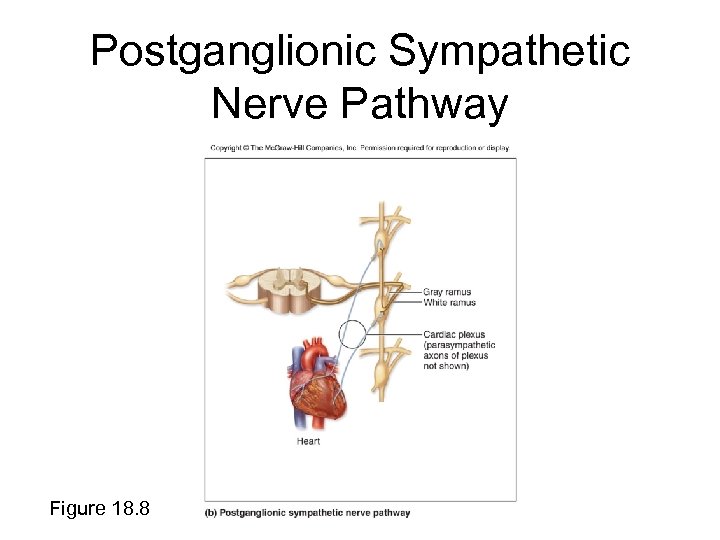 Postganglionic Sympathetic Nerve Pathway Figure 18. 8 