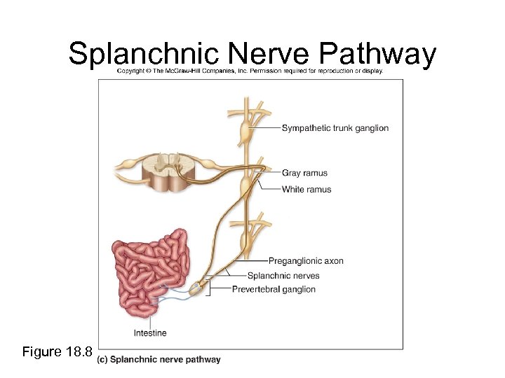 Splanchnic Nerve Pathway Figure 18. 8 