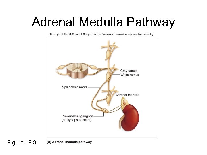 Adrenal Medulla Pathway Figure 18. 8 