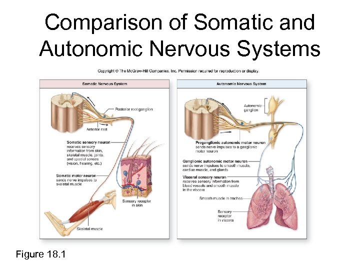 Comparison of Somatic and Autonomic Nervous Systems Figure 18. 1 