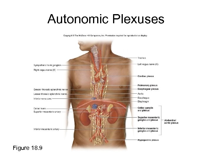 Autonomic Plexuses Figure 18. 9 