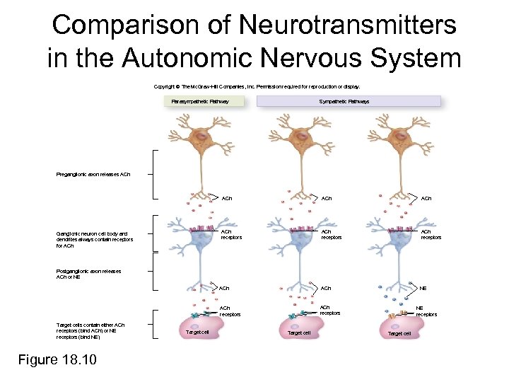 Comparison of Neurotransmitters in the Autonomic Nervous System Copyright © The Mc. Graw-Hill Companies,