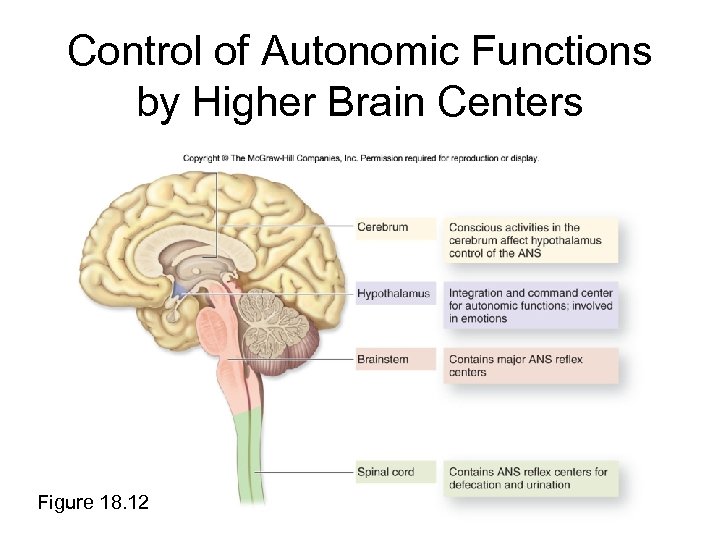 Control of Autonomic Functions by Higher Brain Centers Figure 18. 12 
