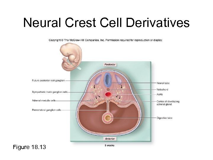 Neural Crest Cell Derivatives Figure 18. 13 