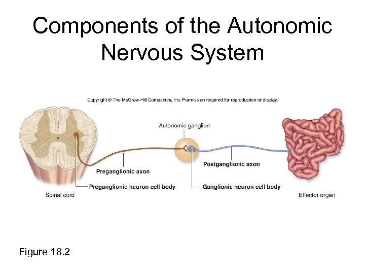 Components of the Autonomic Nervous System Figure 18. 2 