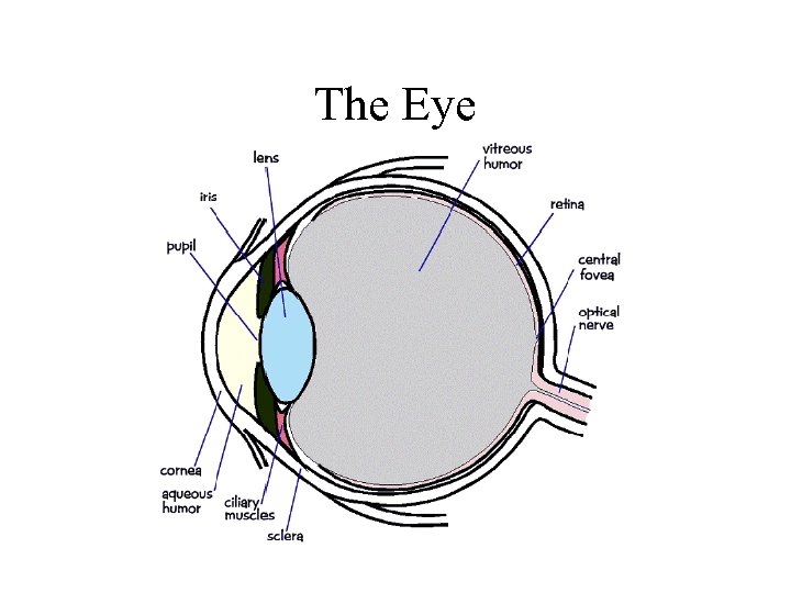 The Eye 