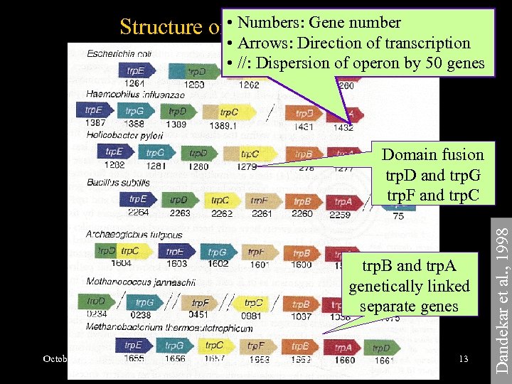 Numbers: Gene number Structure of • tryptophan operon • Arrows: Direction of transcription •