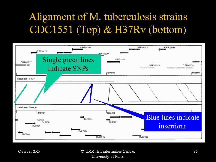 Alignment of M. tuberculosis strains CDC 1551 (Top) & H 37 Rv (bottom) Single