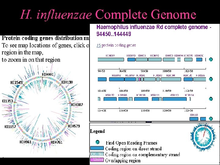 H. influenzae Complete Genome October 2 K 5 © UKK, Bioinformatics Centre, University of