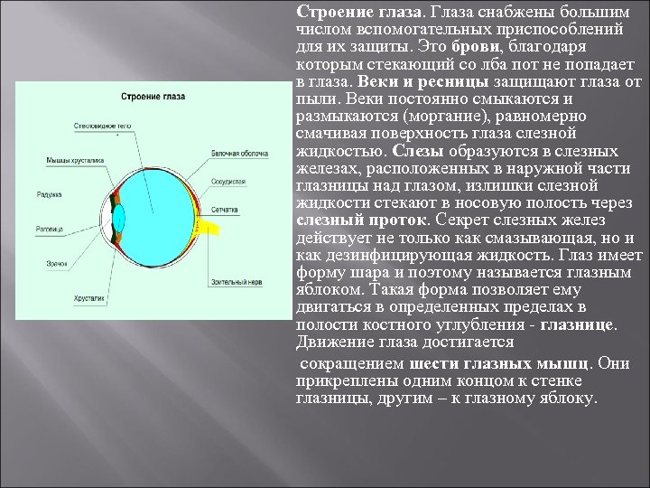 Строение глаза. Глаза снабжены большим числом вспомогательных приспособлений для их защиты. Это брови, благодаря