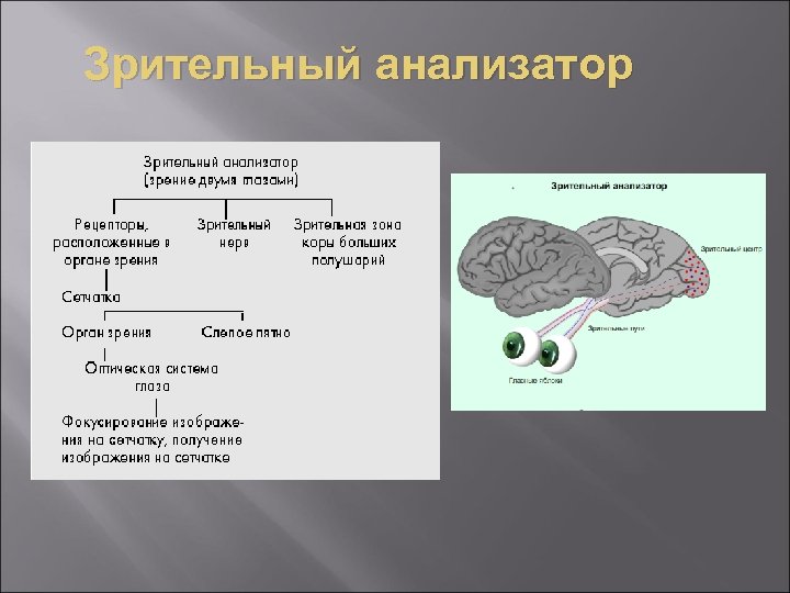 Зрительный анализатор 