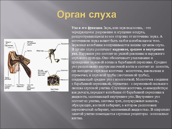 Орган слуха Ухо и его функция. Звук, или звуковая волна, - это чередующееся разрежение