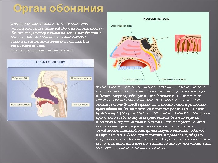 Орган обоняния Обоняние осуществляется с помощью рецепторов, которые находятся в слизистой оболочке носовой полости.