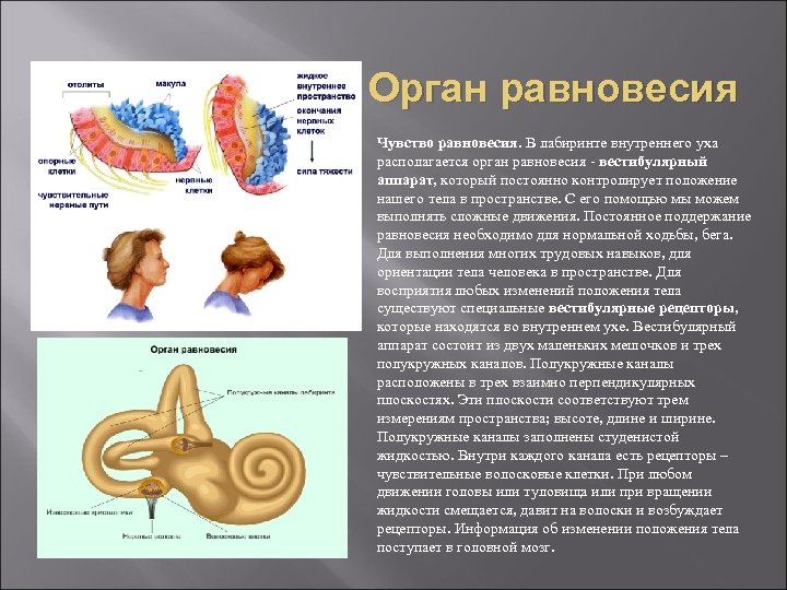 Орган равновесия Чувство равновесия. В лабиринте внутреннего уха располагается орган равновесия - вестибулярный аппарат,