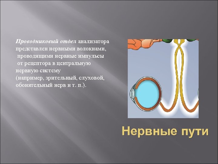 Проводниковый отдел анализатора представлен нервными волокнами, проводящими нервные импульсы от рецептора в центральную нервную