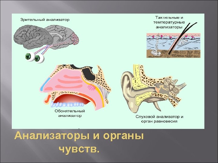 Анализаторы и органы чувств. 