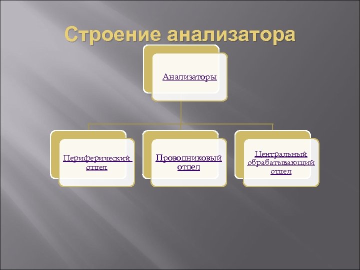 Строение анализатора Анализаторы Периферический отдел Проводниковый отдел Центральный обрабатывающий отдел 