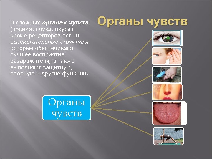 В сложных органах чувств (зрения, слуха, вкуса) кроме рецепторов есть и вспомогательные структуры, которые