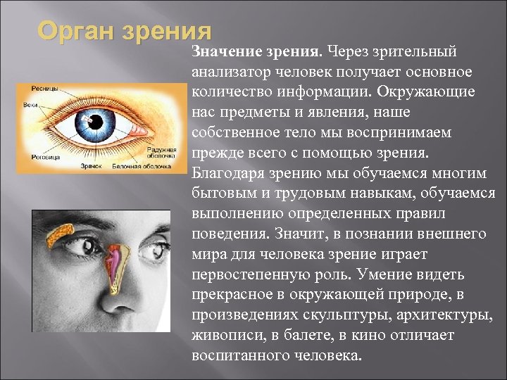 Орган зрения Значение зрения. Через зрительный анализатор человек получает основное количество информации. Окружающие нас