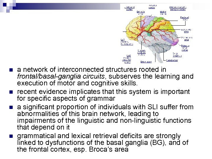 n n a network of interconnected structures rooted in frontal/basal-ganglia circuits, subserves the learning