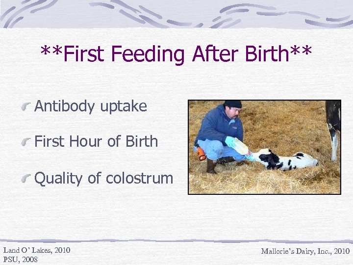 **First Feeding After Birth** Antibody uptake First Hour of Birth Quality of colostrum Land