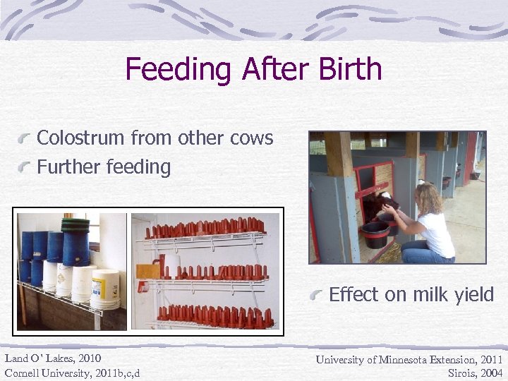 Feeding After Birth Colostrum from other cows Further feeding Effect on milk yield Land