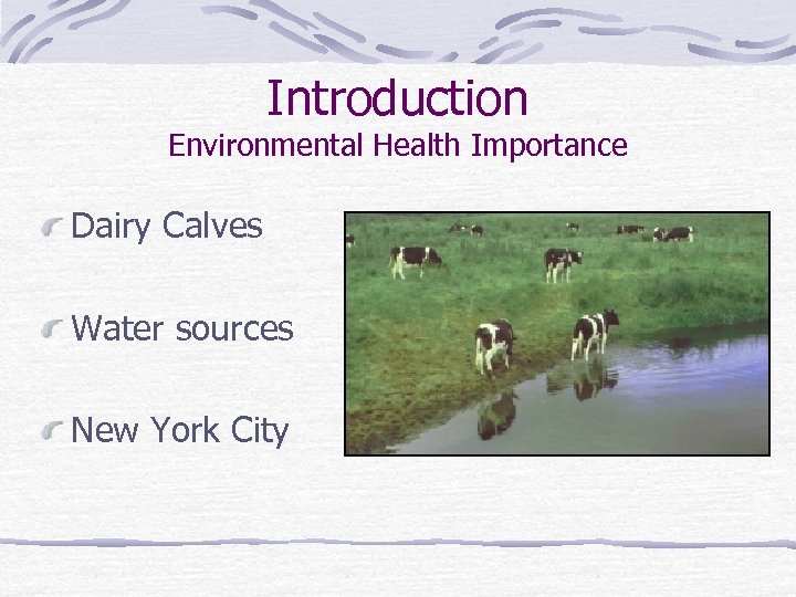 Introduction Environmental Health Importance Dairy Calves Water sources New York City 