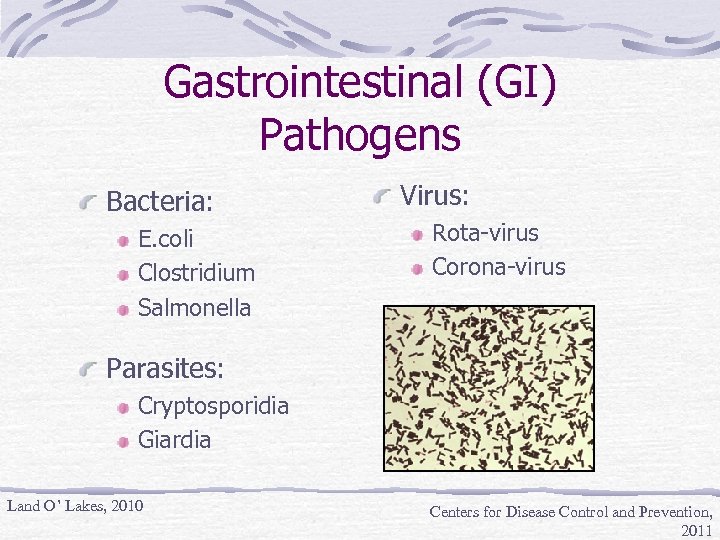 Gastrointestinal (GI) Pathogens Bacteria: E. coli Clostridium Salmonella Virus: Rota-virus Corona-virus Parasites: Cryptosporidia Giardia
