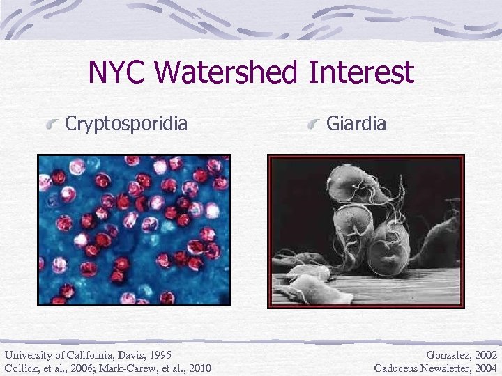 NYC Watershed Interest Cryptosporidia University of California, Davis, 1995 Collick, et al. , 2006;