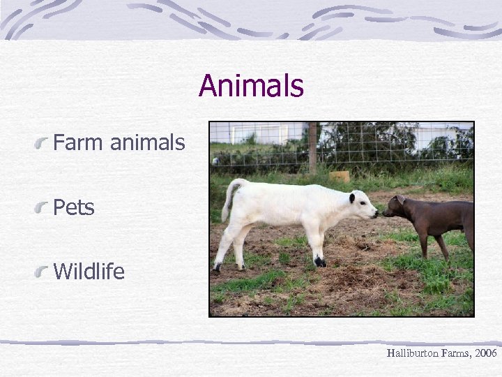 Animals Farm animals Pets Wildlife Halliburton Farms, 2006 