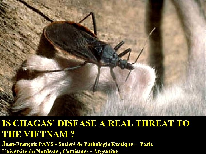 IS CHAGAS’ DISEASE A REAL THREAT TO THE VIETNAM ? Jean-François PAYS - Société