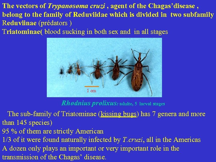 The vectors of Trypanosoma cruzi , agent of the Chagas’disease , belong to the