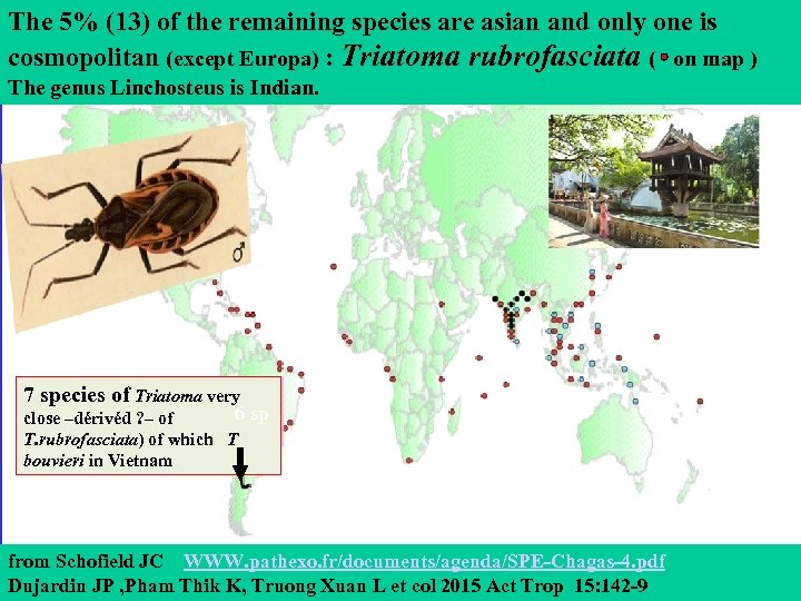 The 5% (13) of the remaining species are asian and only one is cosmopolitan