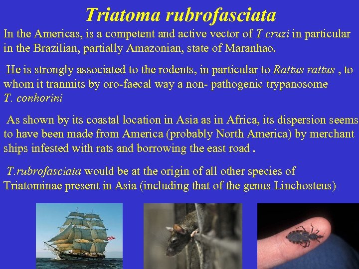 Triatoma rubrofasciata In the Americas, is a competent and active vector of T cruzi