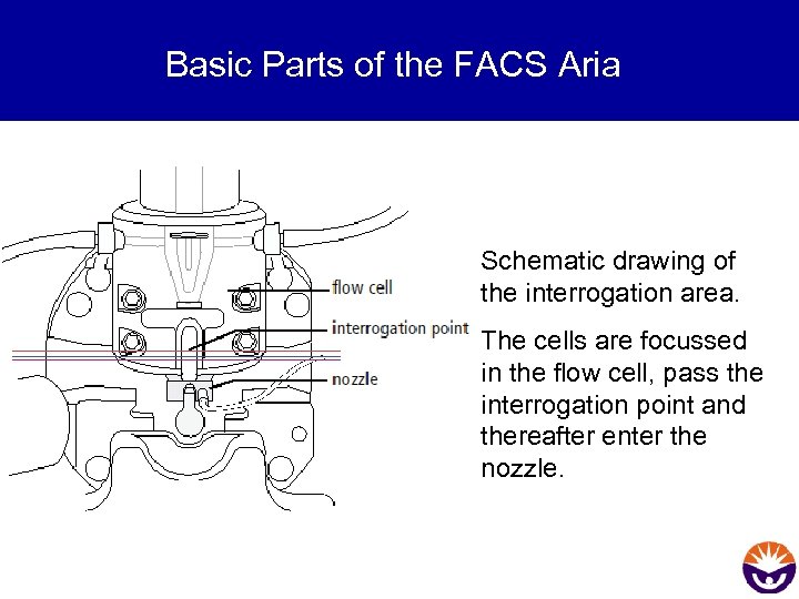 Basic Parts of the FACS Aria Schematic drawing of the interrogation area. The cells