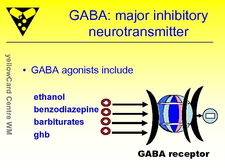 GABA: major inhibitory neurotransmitter yellow. Card Centre WM • GABA agonists include ethanol benzodiazepine
