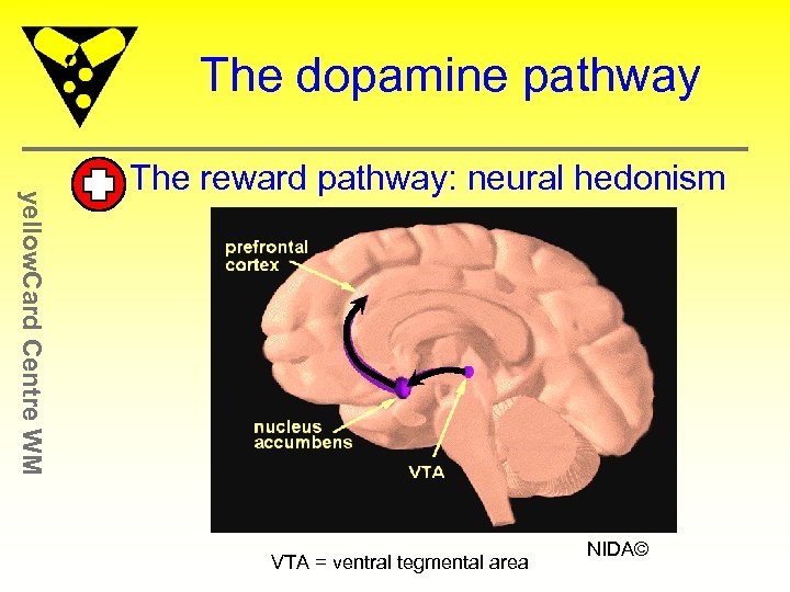 The dopamine pathway yellow. Card Centre WM • The reward pathway: neural hedonism VTA