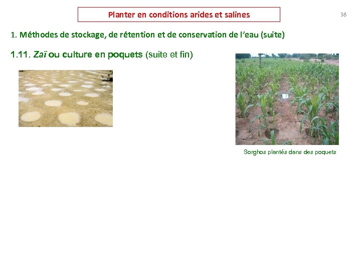 Planter en conditions arides et salines 1. Méthodes de stockage, de rétention et de