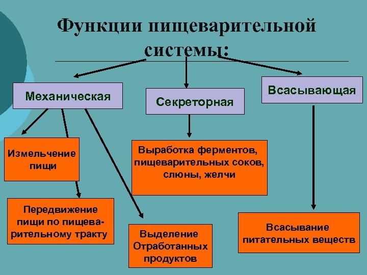 Пищеварительные ферменты и их роль в пищеварении презентация