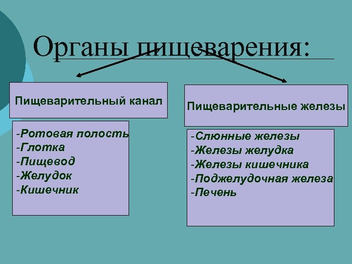 Органы пищеварения: Пищеварительный канал -Ротовая полость -Глотка -Пищевод -Желудок -Кишечник Пищеварительные железы -Слюнные железы