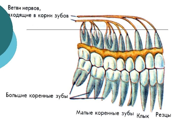Как называются корни зубов. Строение зубов человека с корнями.
