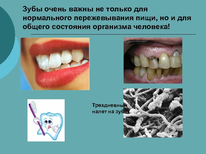 Зубы очень важны не только для нормального пережевывания пищи, но и для общего состояния