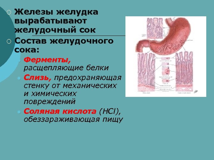 Железы желудка вырабатывают желудочный сок ¡ Состав желудочного сока: ¡ l l l Ферменты,