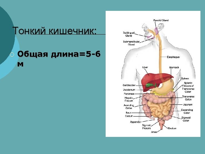 Тонкий кишечник: ¡ Общая длина=5 -6 м 