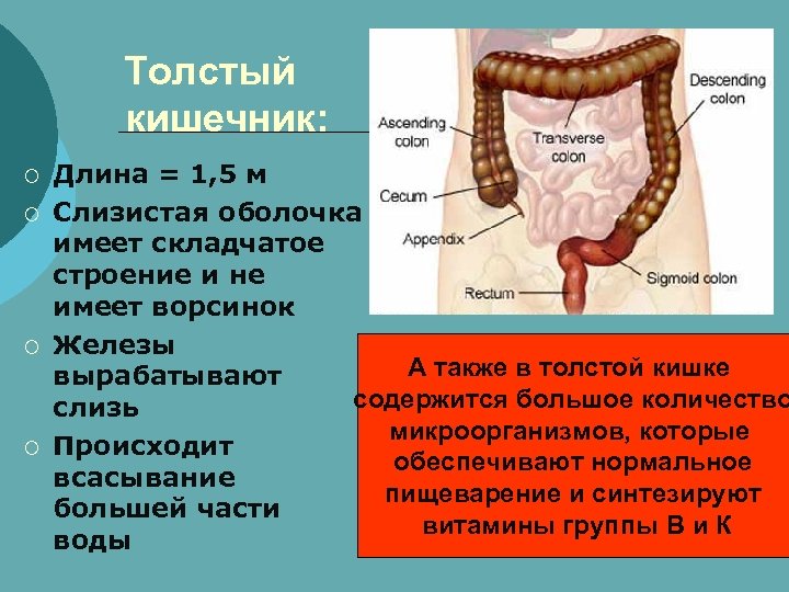 Кишечник длина. Размер толстой кишки у взрослого человека. Железы Толстого кишечника.