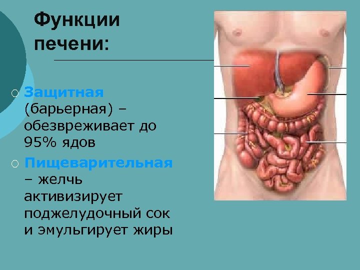 Функции печени: ¡ ¡ Защитная (барьерная) – обезвреживает до 95% ядов Пищеварительная – желчь