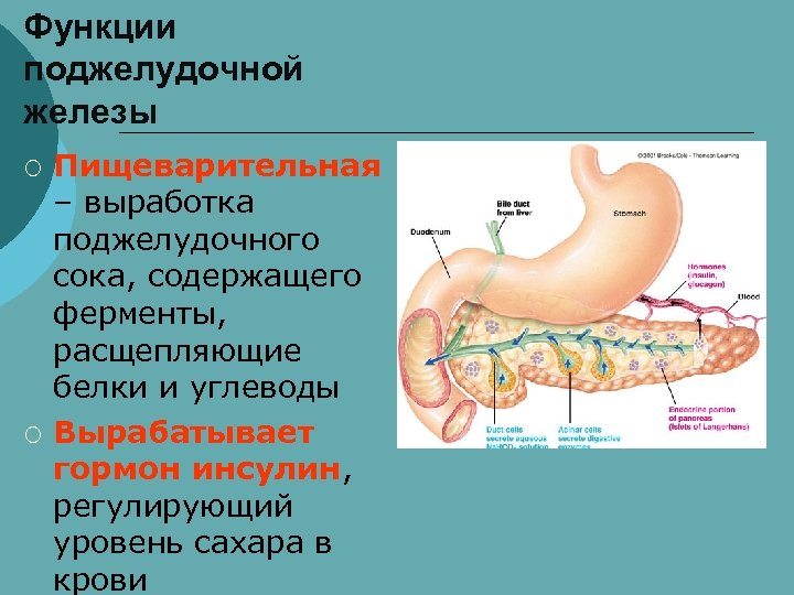Внутреннее строение поджелудочной. Эндокринная система поджелудочная железа строение. Поджелудочная железа анатомия функции. Экзокринные железы поджелудочной железы. Поджелудочная железа строение анатомия и физиология человека.